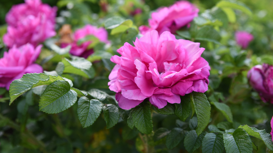 Růže svraskalá (Rosa rugosa)