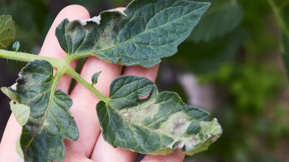 Plíseň na rajčatech