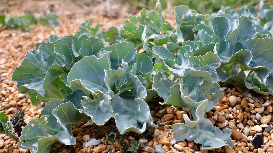 katrán přímořský