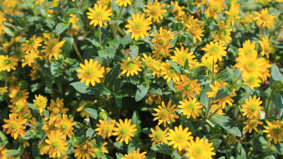 Vitálka plazivá (Sanvitalia procumbens)