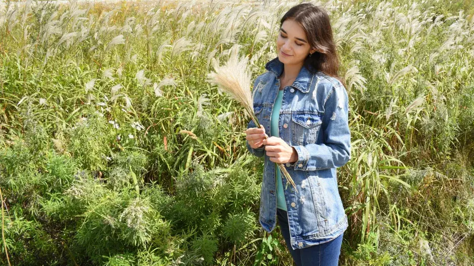 Okrasné traviny jsou v zahradách velmi oblíbené