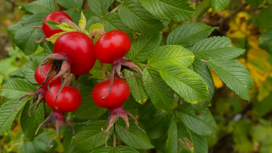 Růže svraskalá (Rosa rugosa)