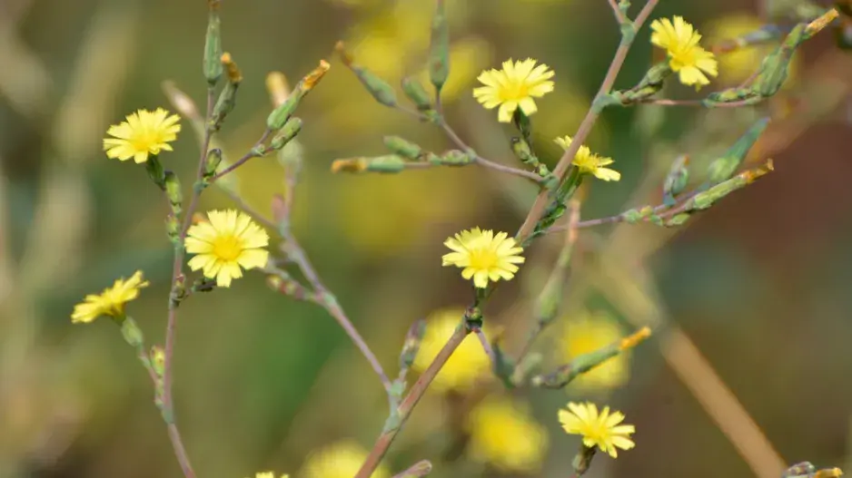 Locika kompasová (Lactuca serriola)