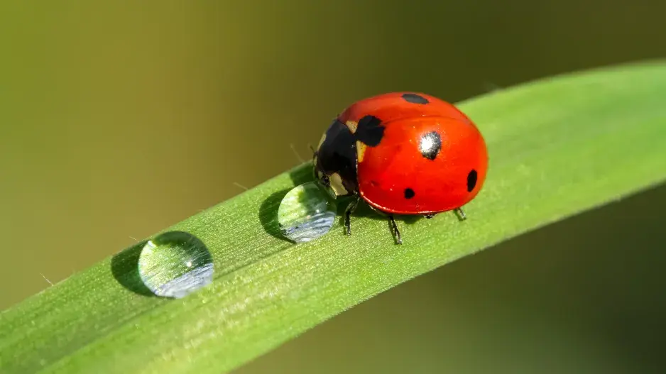 Slunéčko sedmitečné je velkým pomocníkem na zahradě