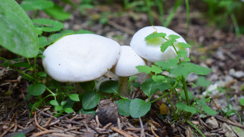 Žampion zápašný neboli pečárka zápašná (Agaricus xanthodermus)