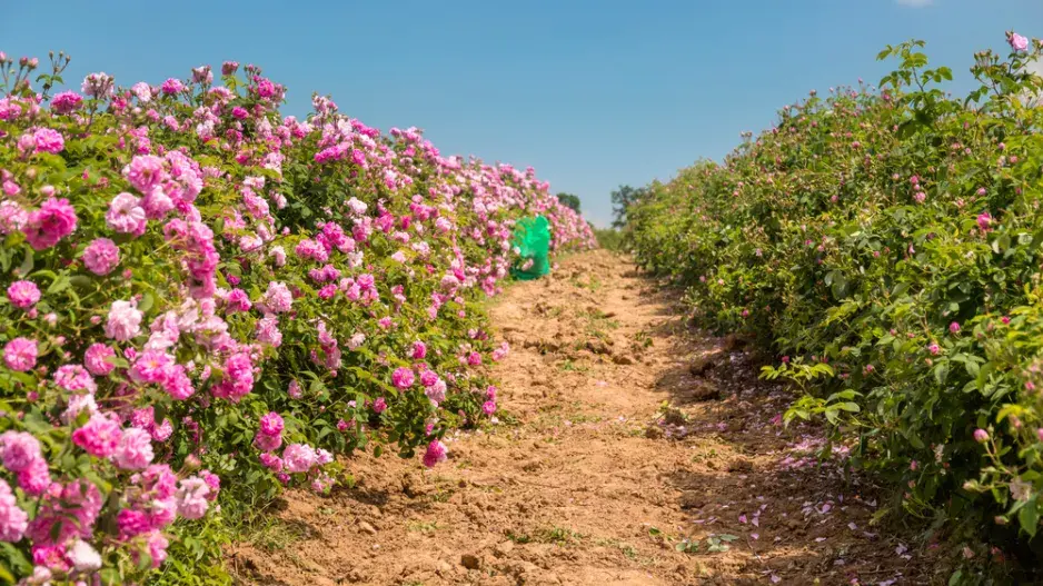 Růže kazanlycká (Rosa x damascena trigintipetala) Růže kazanlycká (Rosa x damascena trigintipetala)