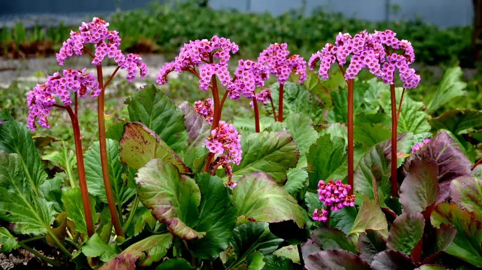 Bergénie srdčitolistá