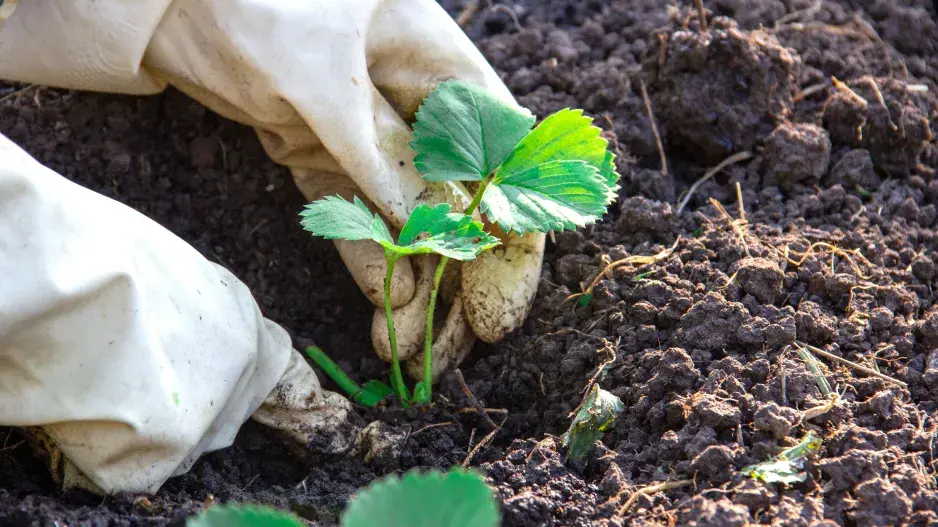 Jak se starat o jahody Jak se starat o jahody