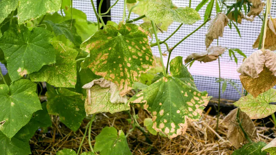 Plíseň okurková může zničit celou úrodu