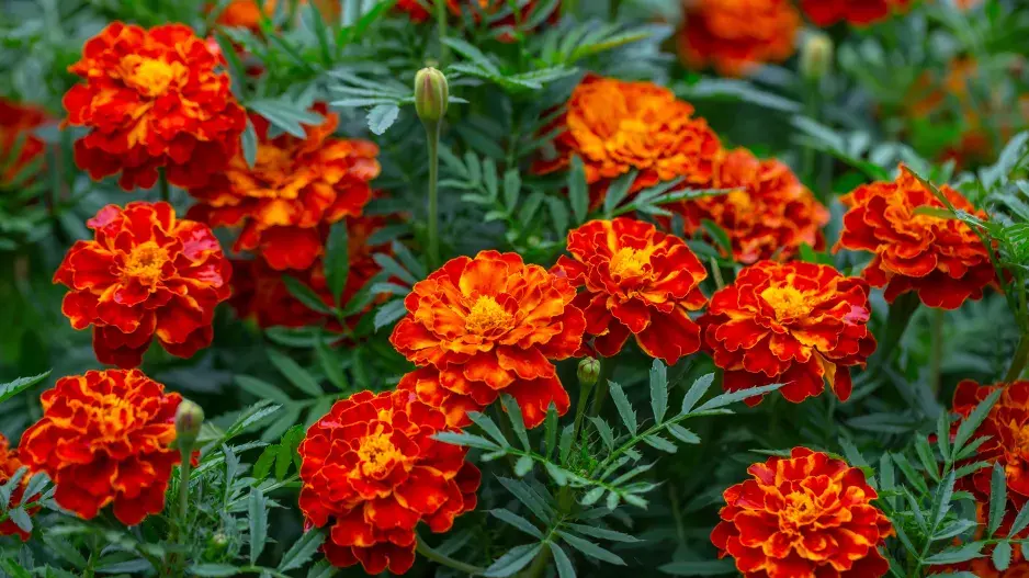 Letní truhlíky Letní truhlíky