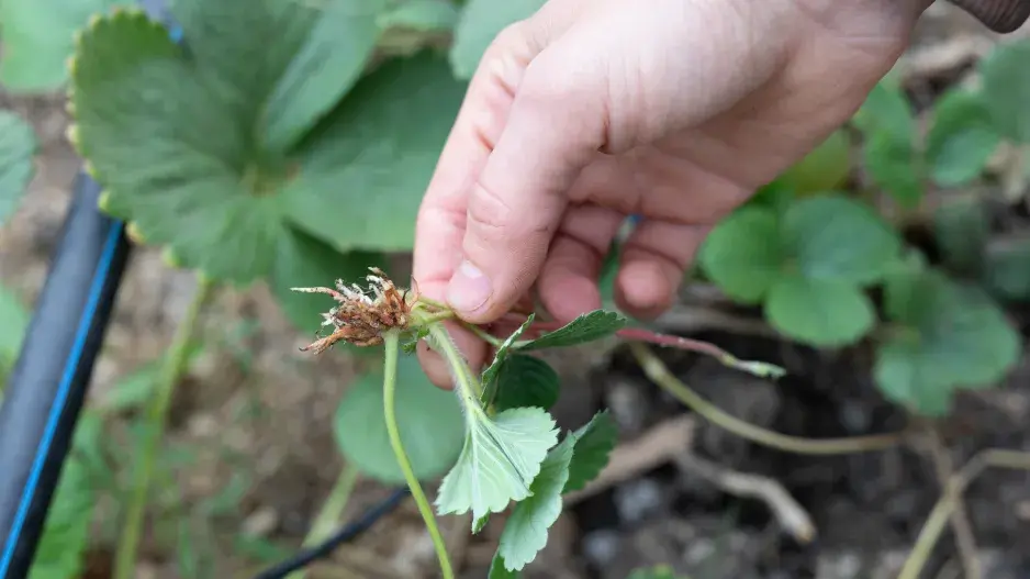 Jak se starat o jahody Jak se starat o jahody