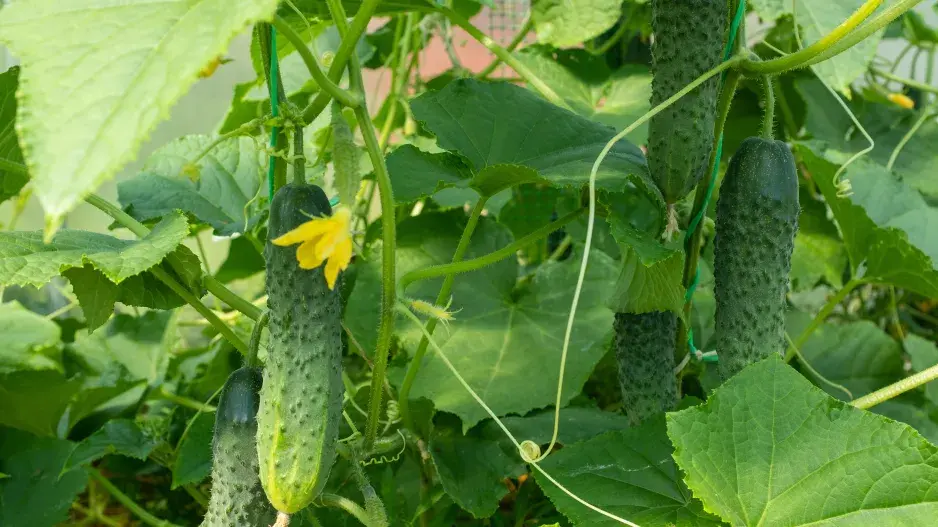 Porost okurek se musí redukovat 