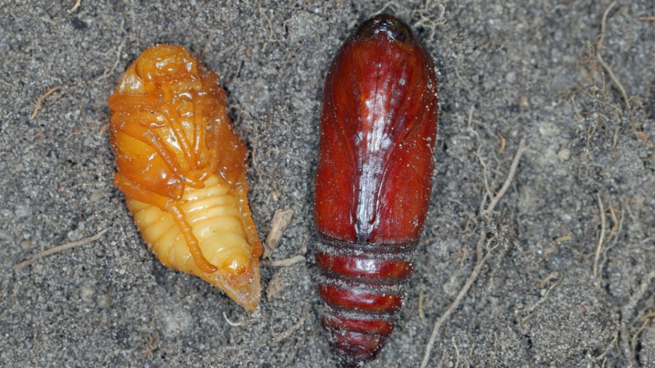 Chroustek letní (Amphimallon solstitiale)