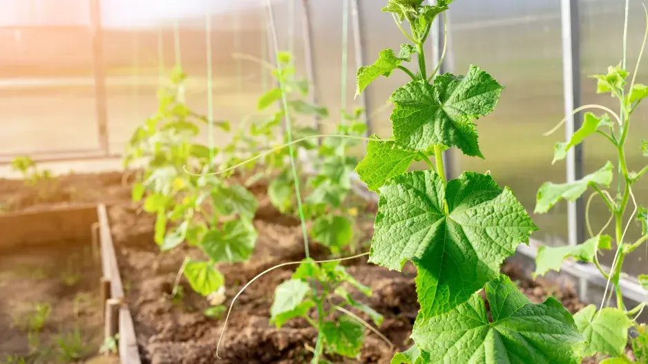 Vertikální pěstování okurek ušetří spoustu místa a lépe se budou zaštipovat výhony