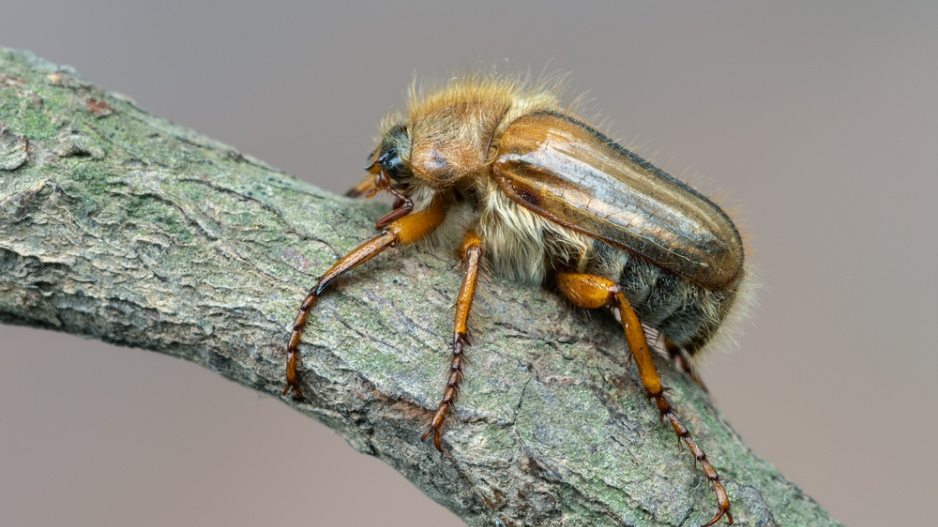 Chroustek letní (Amphimallon solstitiale)