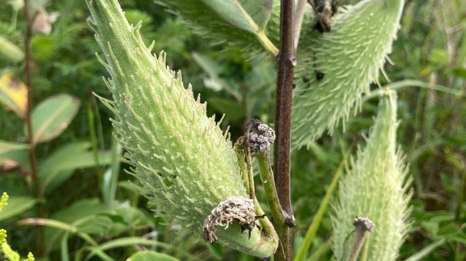Klejicha hedvábná (Asclepias syriaca)