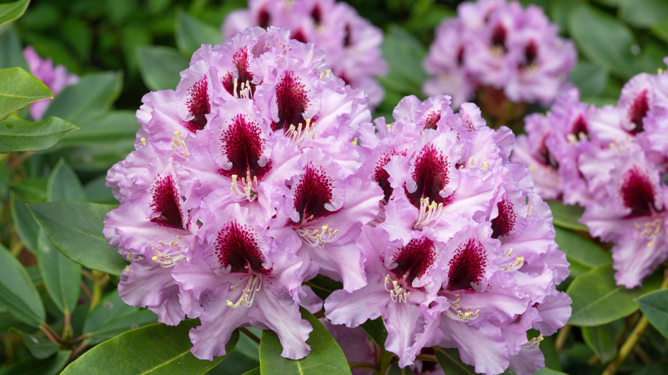rododendron yakushimanum hybridy