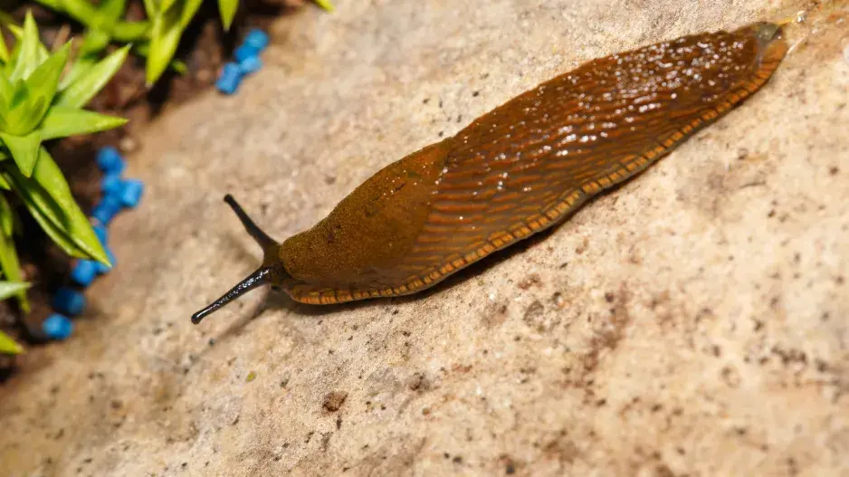Ochrana zahrady před slimáky