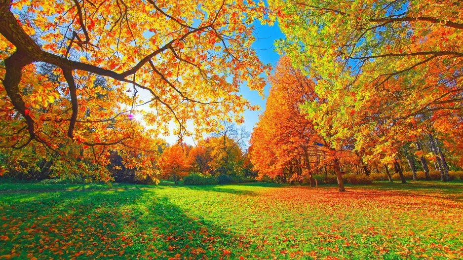 Babyky rostou v parcích a zahradách