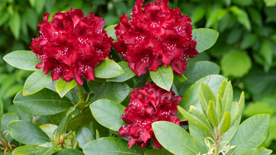 rododendron yakushimanum hybridy