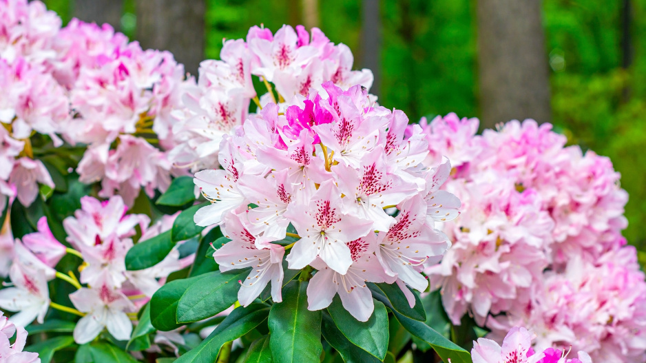 rododendron yakushimanum hybridy