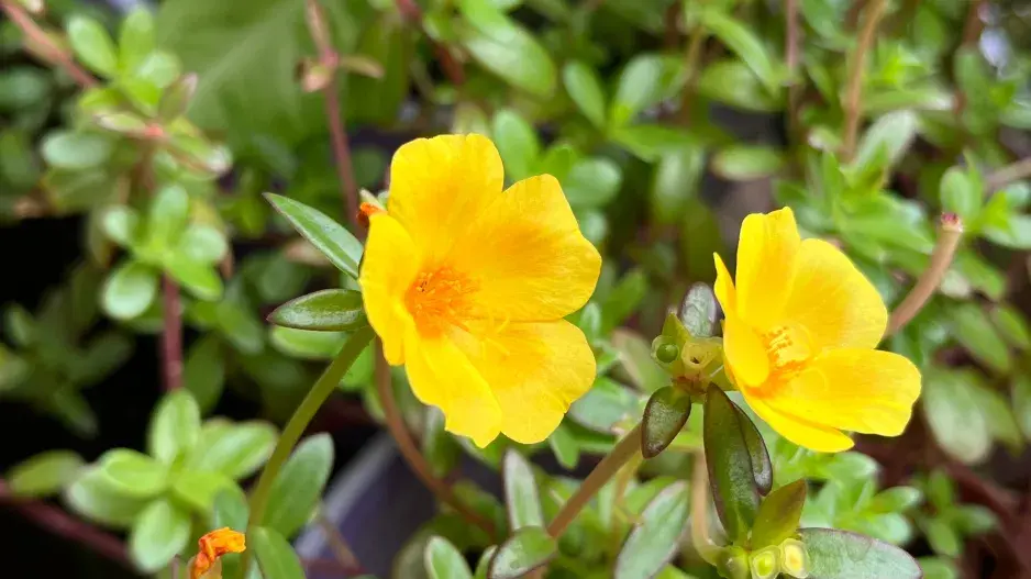 šrucha je docela pěkná rostlinka
