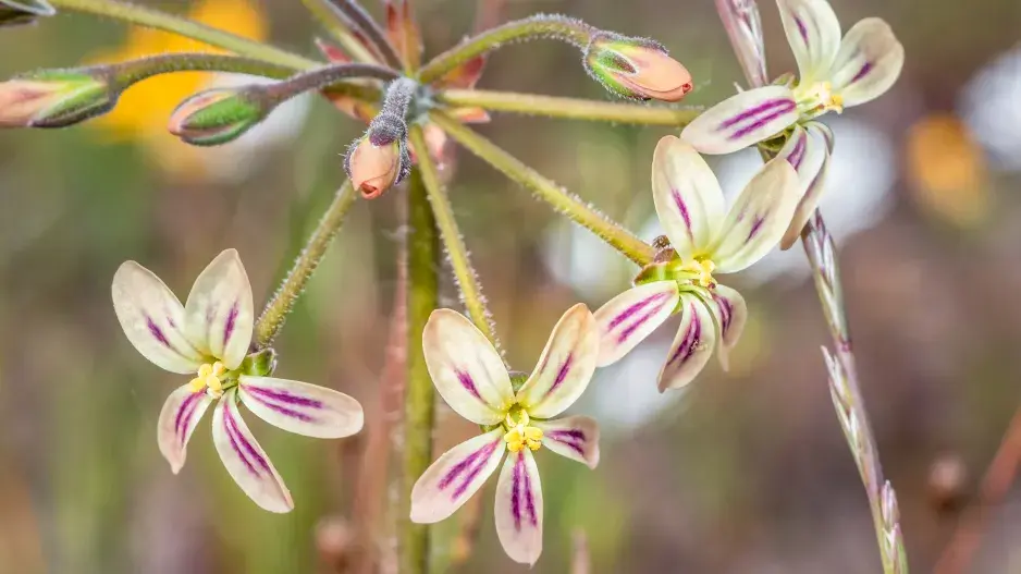 pelargonie smutná