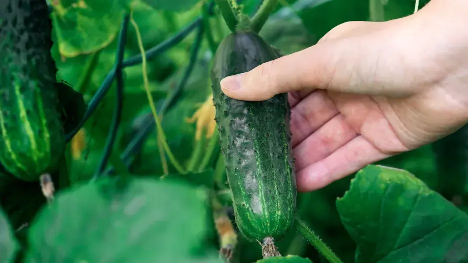 Vyštipování okurek se vyplatí pro větší úrodu