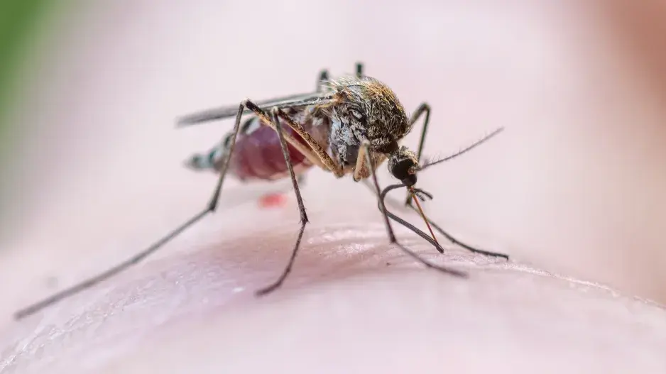 Komáři jsou přenašeči nemocí