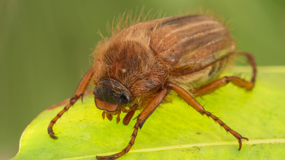 Chroustek letní (Amphimallon solstitiale)