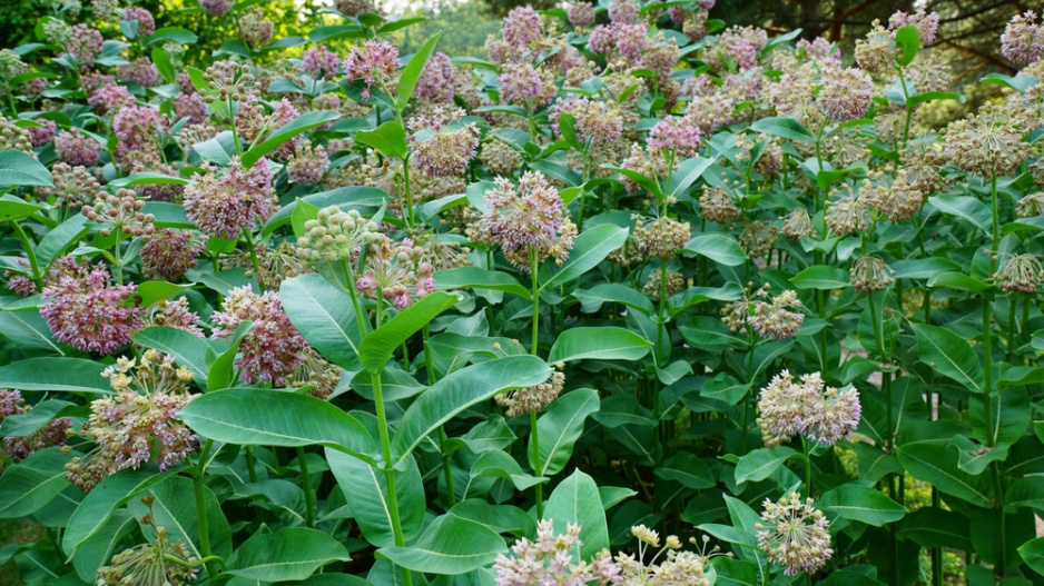 Klejicha hedvábná (Asclepias syriaca)