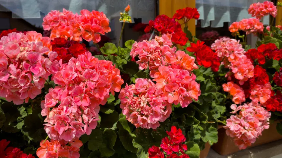 Letní truhlíky Letní truhlíky