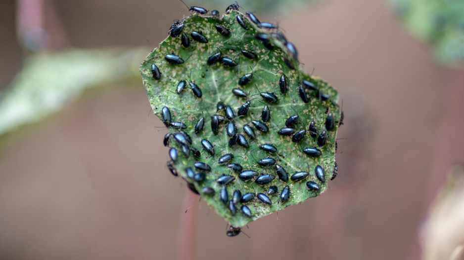 Dřepčík (Phyllotreta)