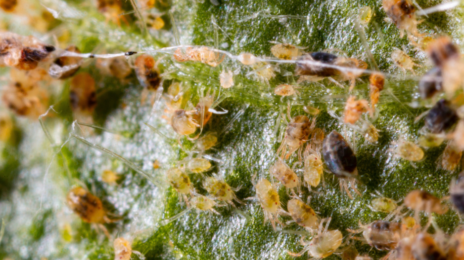 Virové onemocnění mozaika je způsobeno virem mozaiky okurky (Cucumber mosaic virus - CMV). 