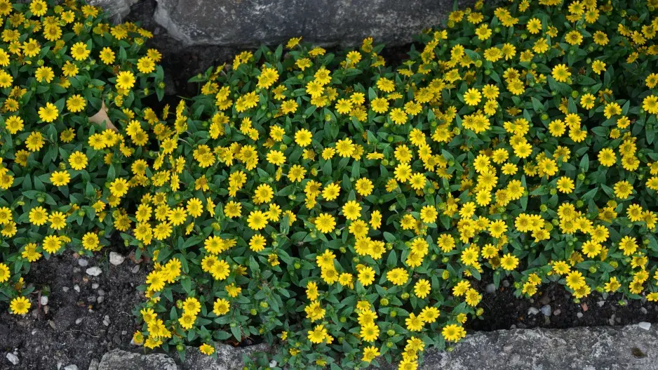 Letní truhlíky Letní truhlíky