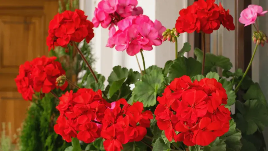 Muškáty (Pelargonium)