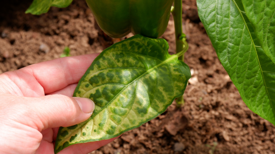 Virové onemocnění mozaika je způsobeno virem mozaiky okurky (Cucumber mosaic virus - CMV). 