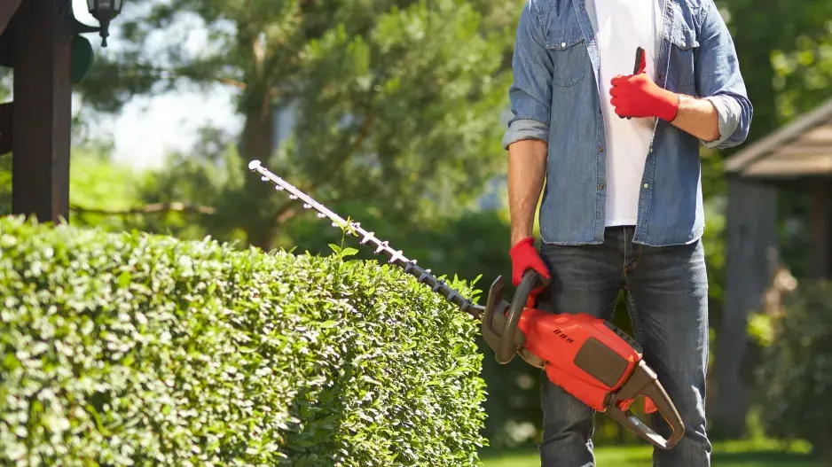 V červnu je správný čas pro řez živých plotů