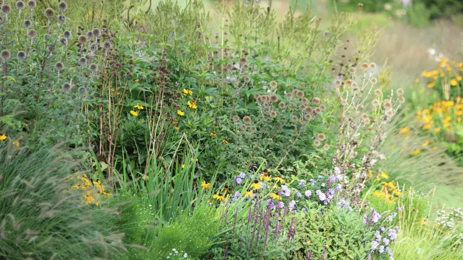 Fytoremediace zahrady