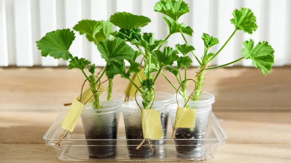 Bylinné řízkování muškátů