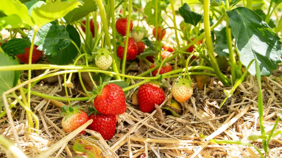 Jak se starat o jahody Jak se starat o jahody