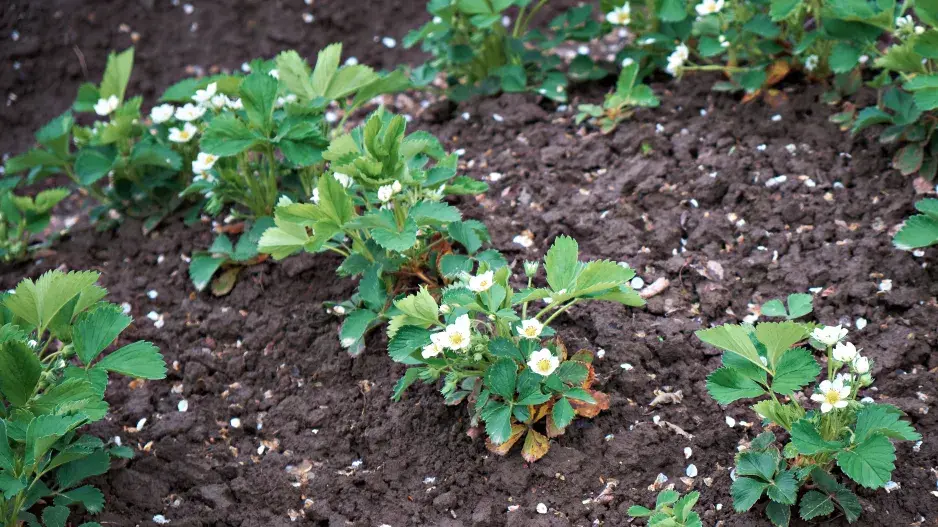 Jak se starat o jahody Jak se starat o jahody