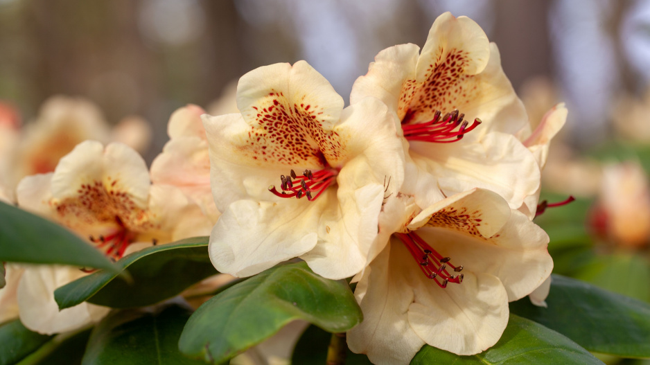 rododendron yakushimanum hybridy