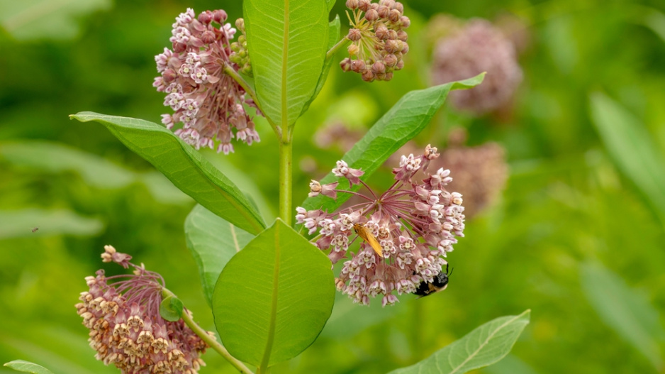 Klejicha hedvábná (Asclepias syriaca)