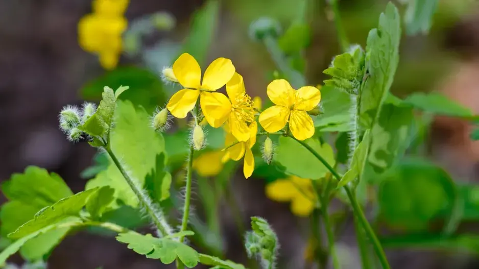 Vlaštovičník větší (Chelidonium majus)