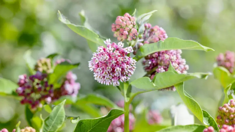 Klejicha hedvábná (Asclepias syriaca)