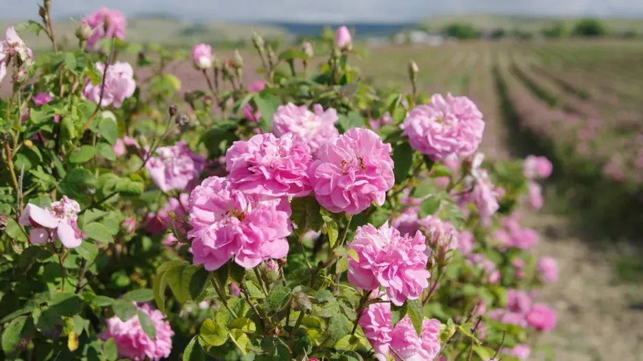 Růže kazanlycká (Rosa x damascena trigintipetala)