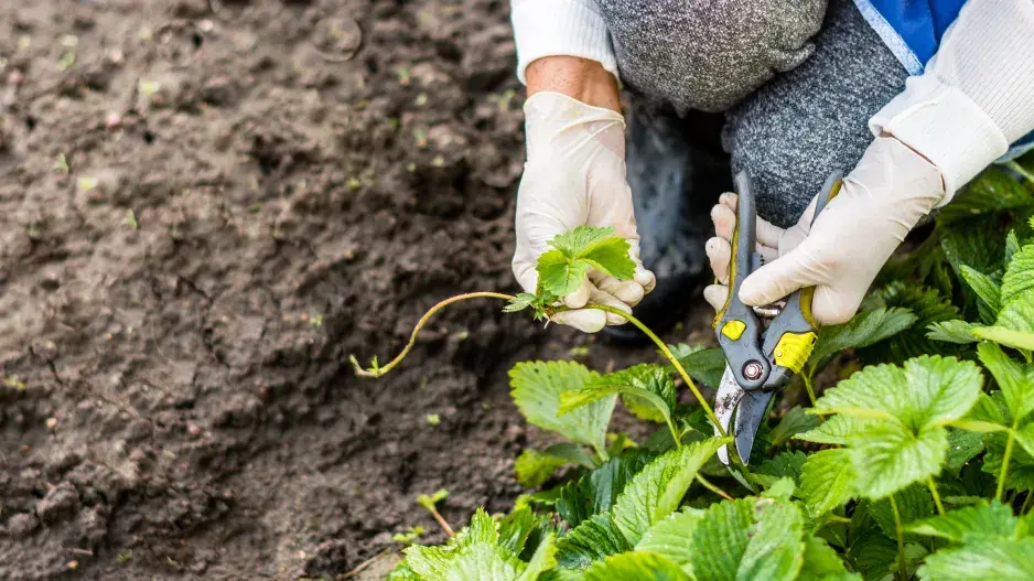 Jak se starat o jahody Jak se starat o jahody