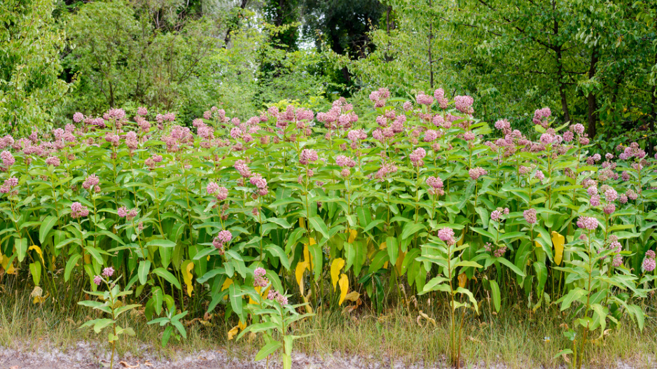 Klejicha hedvábná (Asclepias syriaca)