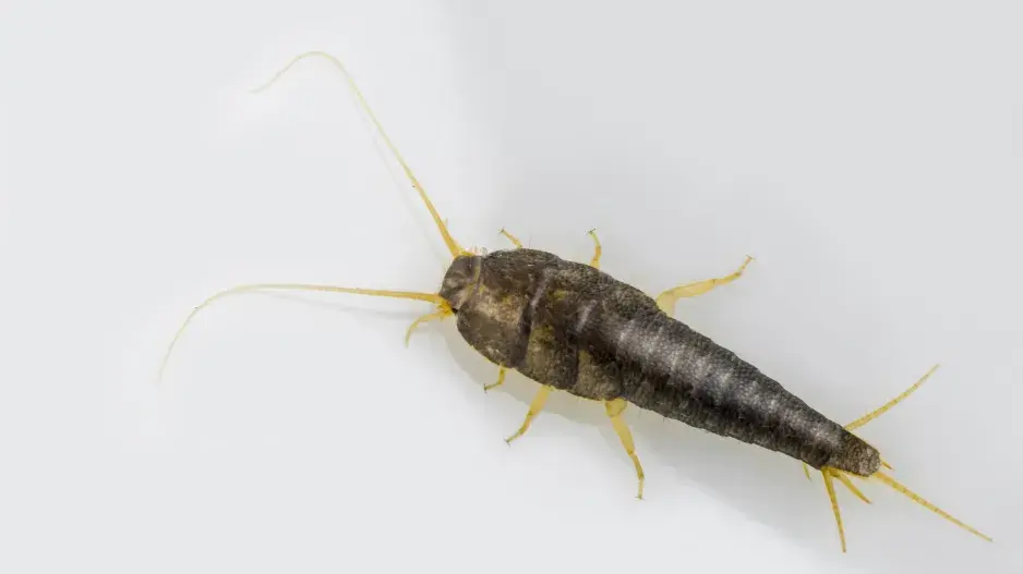 Rybenka domácí miluje sladké